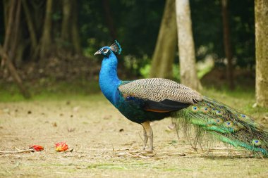 Hayvanat bahçesinde bir erkek tavus kuşunun yakın çekimi.