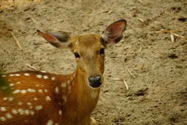 Vahşi doğada geyik