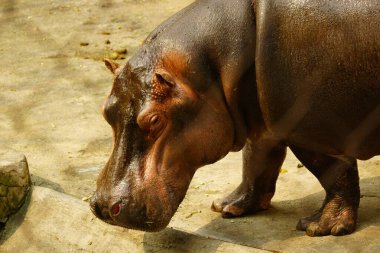 Hayvanat bahçesinde bir su aygırı..