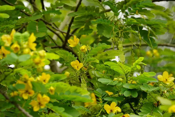Sarı Senna hebecarpa çiçeğinin bir ağaçta açtığı yakın plan.