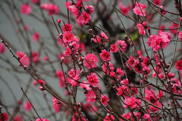 İlkbaharda açan şeftali çiçeklerinin yakın çekimi