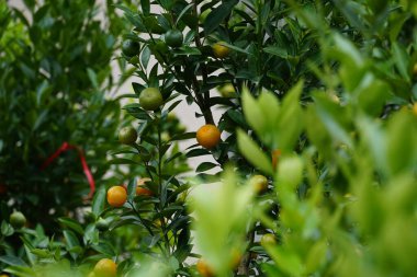 Ağaçtaki kumkatların yakın çekimi.