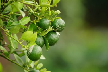 Ağaçtaki kumkatların yakın çekimi.