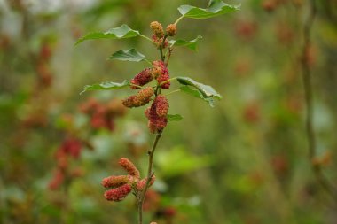 Ağaçtaki Morus asidosa meyvesinin yakın çekimi.