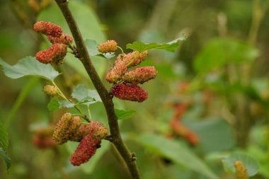 Ağaçtaki Morus asidosa meyvesinin yakın çekimi.