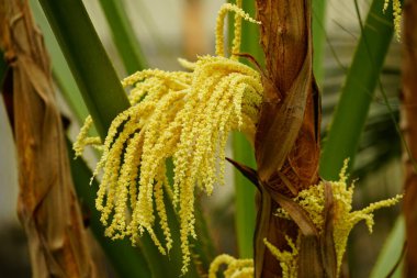 Ağaçta sarı palmiye çiçekleri açar.