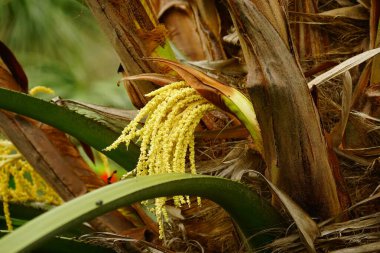 Ağaçta sarı palmiye çiçekleri açar.