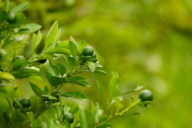yeşil yapraklar, bitkiler ve yapraklar