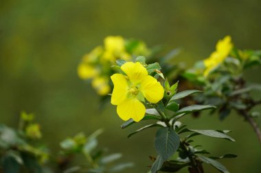 Bahçedeki güzel çiçekler
