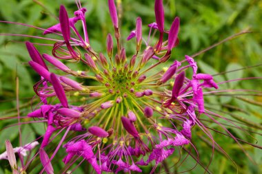 Kleomeriana çiçeğinin yakın çekimi