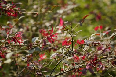 Loropetalum chinense çiçeğinin yakın çekimi