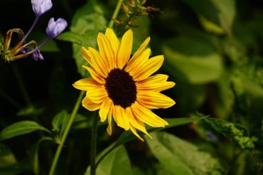 Bahçedeki sarı çiçek