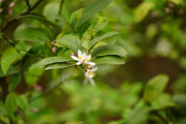Ağaçta limon yakın çekim