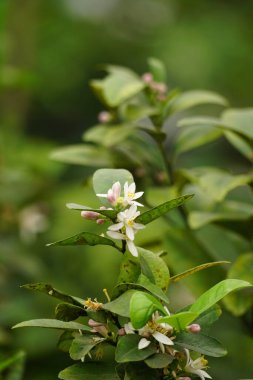 Ağaçta limon yakın çekim