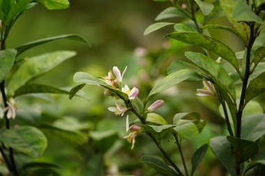 Ağaçta limon yakın çekim