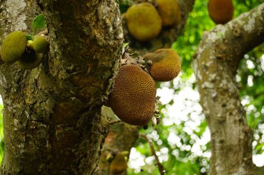 Ağaçtaki meyvelerin yakın çekimi.