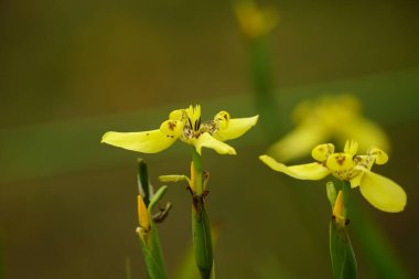 Çiçek açan Trimezia çiçeklerine yakın plan