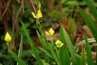 Çiçek açan Trimezia çiçeklerine yakın plan