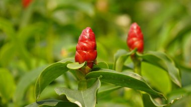 Costus baharat çiçeğine yakın plan