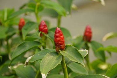 Costus baharat çiçeğine yakın plan