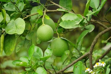 Ağaçtaki greyfurtun yakın plan çekimi.