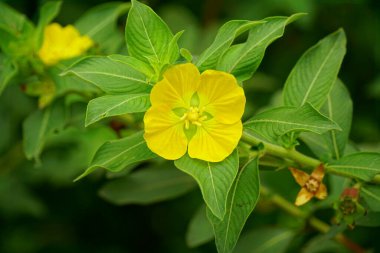 Ludwigia oktavvis çiçeğinin yakın çekimi