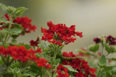 Bahçedeki Verbena melez çiçeğinin yakın çekimi.