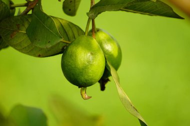 Ağaçtaki guava meyvesinin yakın çekimi.