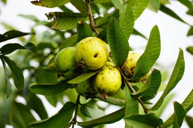 Ağaçtaki guava meyvesinin yakın çekimi.