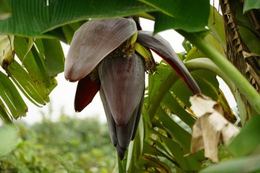 Bahçedeki yeşil muz yapraklarının arka planında muz yaprakları olan muz ağacı.