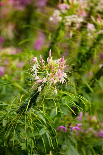 Kleomeriana çiçeğinin yakın çekimi