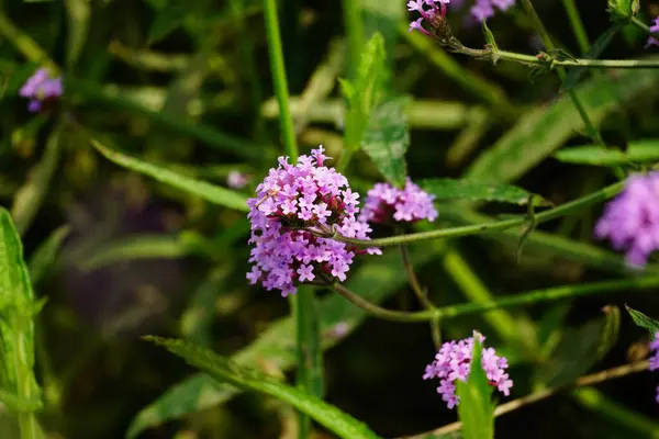 Çiçek açan Verbena Bonariensis 'in yakın çekimi