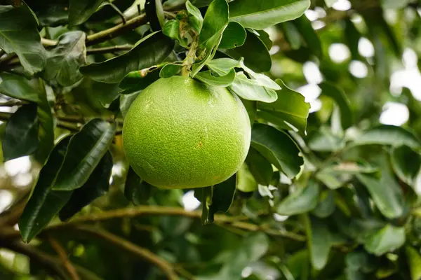 Ağaçtaki greyfurtun yakın plan çekimi.