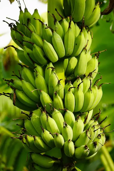 Yeşil yapraklı muz ağacı