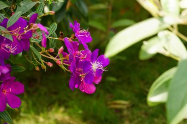 Tibouchina semidecandra çiçeğinin parktaki yakın çekimi
