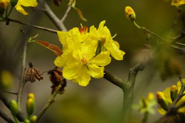 Ochna integerrima çiçeğinin yakın çekimi