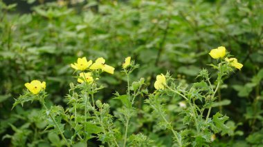 Close-up of Argemone mexicana flower clipart