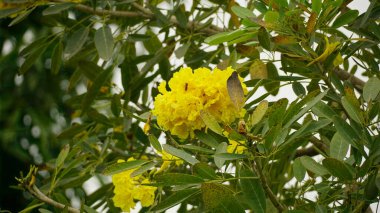 Tabebuia aurea çiçeğinin yakın çekimi