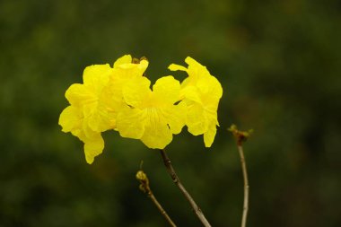 Tabebuia aurea çiçeğinin yakın çekimi