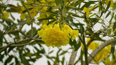 Tabebuia aurea çiçeğinin yakın çekimi