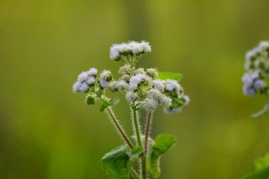 Ageratum conyzoides çiçeğinin yakın çekimi