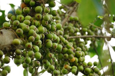 Ficus racemosa meyvesinin yakın çekimi