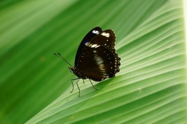 Kelebeğe yakın çekim, seçici odaklanma. Doğadaki kelebeğin fotoğrafı..