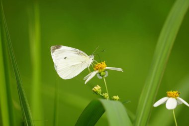 Çimenlerdeki bir çiçekte beyaz kelebek