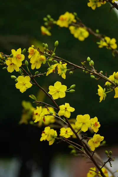 Ochna integerrima çiçeğinin yakın çekimi