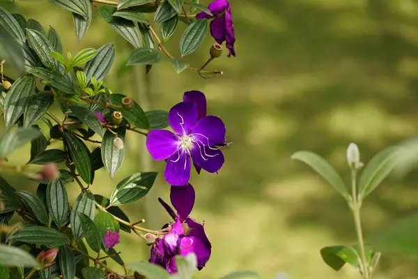 stock image Close-up of Tibouchina semidecandra flower in the park