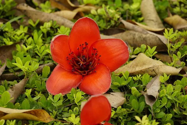 stock image Close-up of Bombax ceiba flower