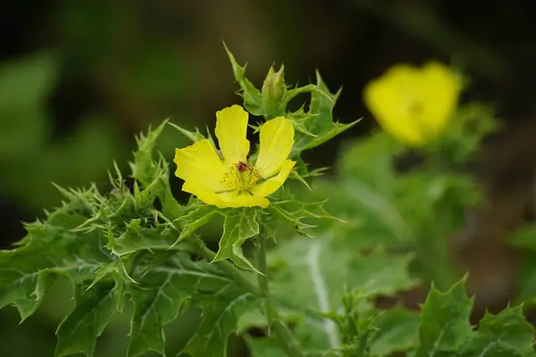 stock image Close-up of Argemone mexicana flower