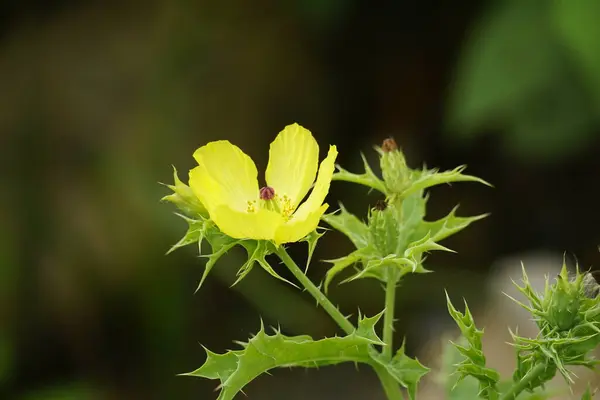 Stock image Close-up of Argemone mexicana flower