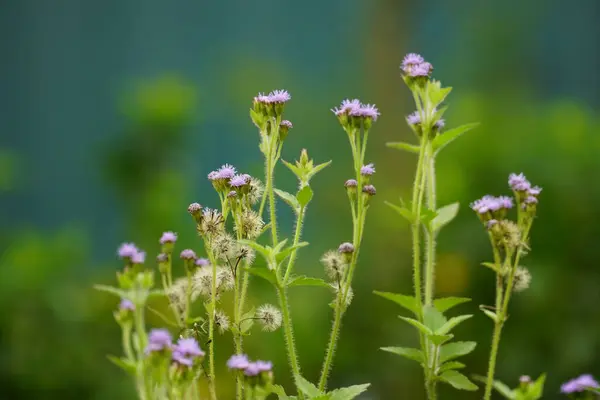Ageratum conyzoides çiçeğinin yakın çekimi
